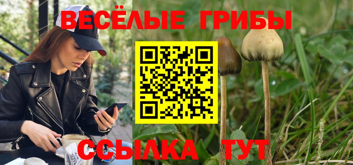 Соликамск  Псилоцибиновые грибы Psilocybe  Вход с VPN  Псилоцибиновые грибы GOLDEN TEACHER 